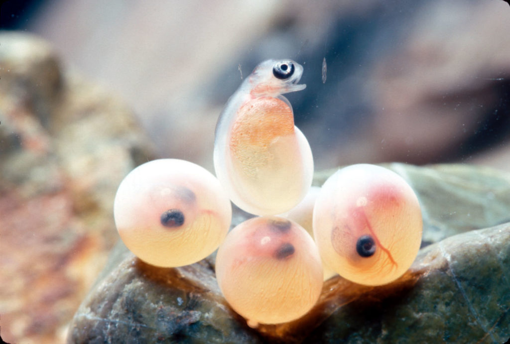 Atlantic Salmon eggs and hatchlings